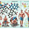 Trenbolone: in-depth analysis of action mechanisms in sports