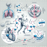 Nebivolol and blood pressure control during physical exercise
